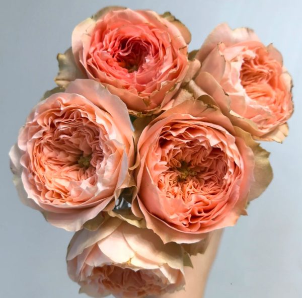 Sweet harper Rose plant丨Your roses