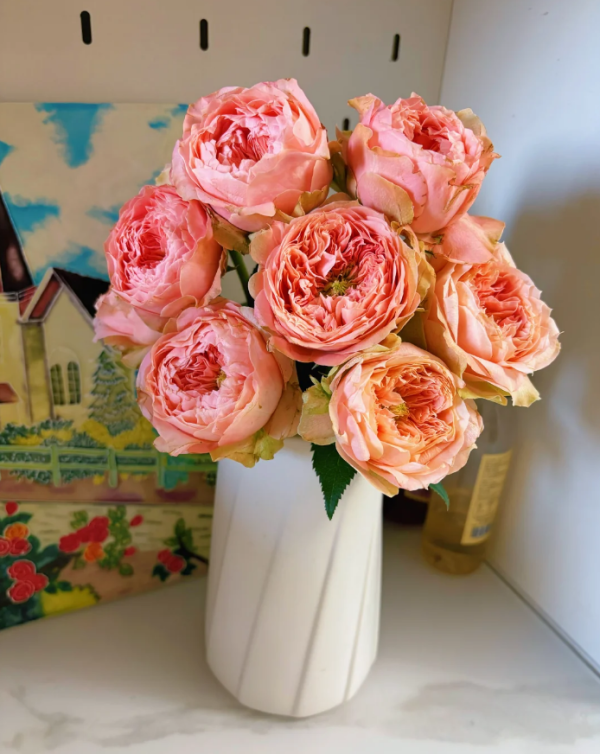Sweet harper Rose for sale丨Your roses