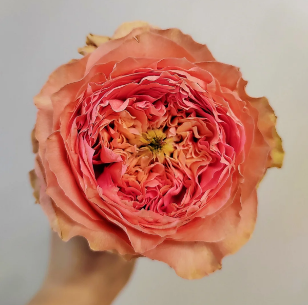 Sweet harper Rose丨Your roses