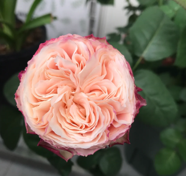 Tamaki Misora Rose丨Your roses