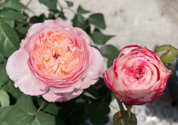 Tamaki Misora Rose Plant丨Your roses