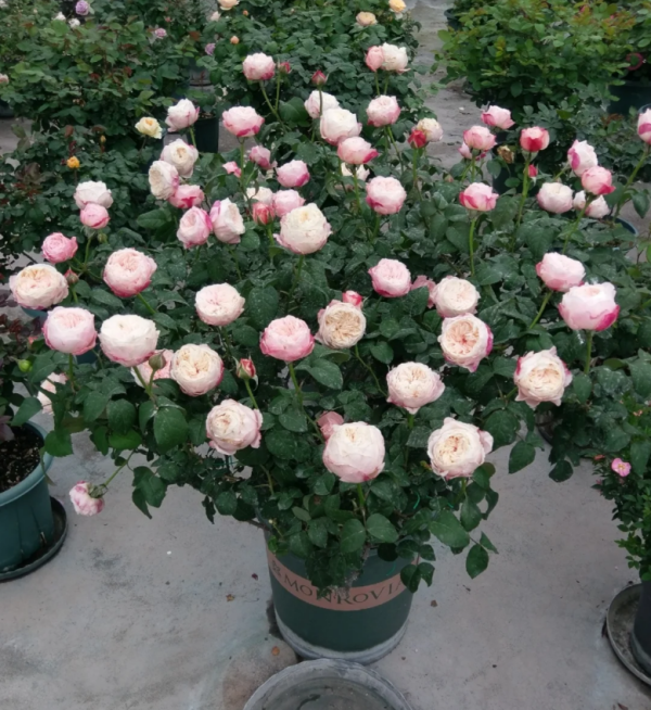 Tamaki Misora Rose for sale丨Your roses