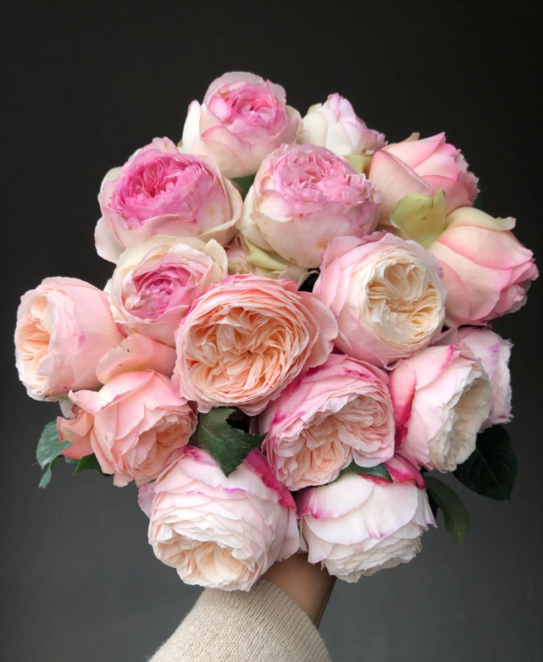 Rose Tamaki Misora丨Your roses