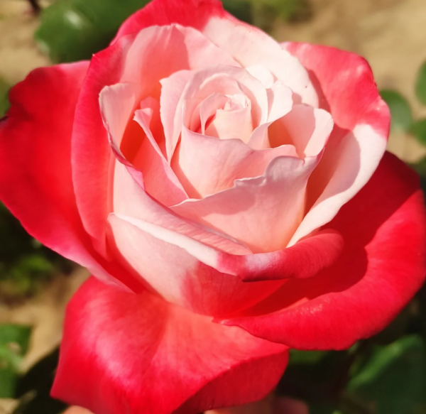 Rose Tancho丨Your roses