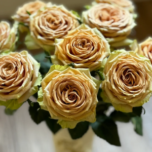 Teddy's Rose丨Your roses