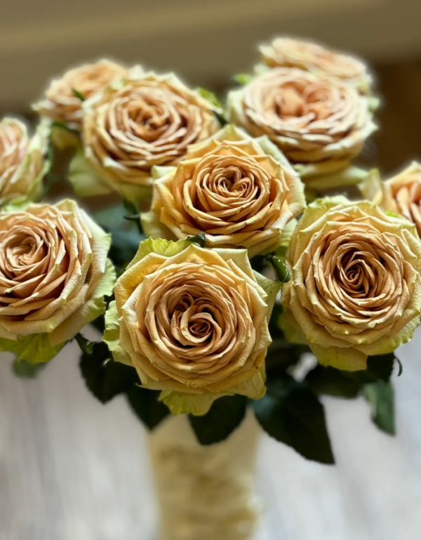 Teddy's Rose丨Your roses