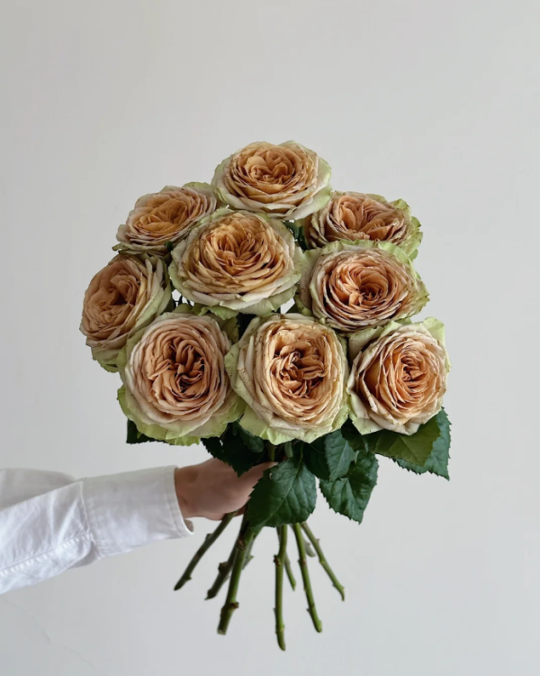 Teddy's Roses丨Your roses