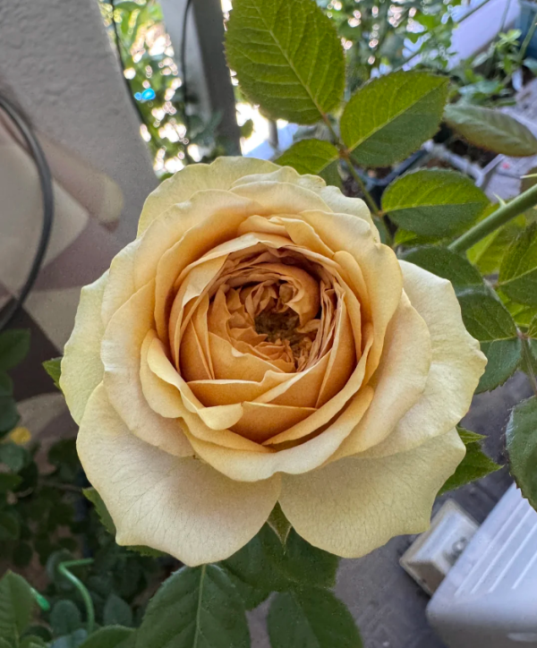 Teddy's Rose for sale丨Your roses