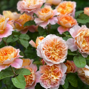 The Impressionist Rose丨Your roses