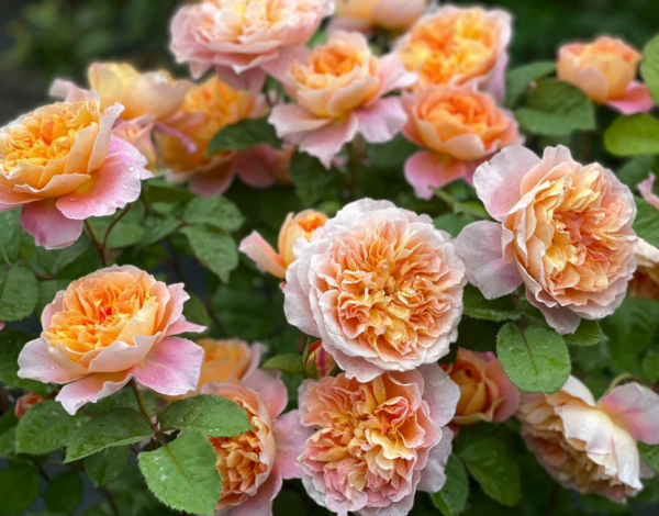 The Impressionist Rose丨Your roses