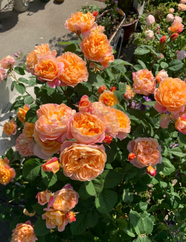 The Impressionist Rose for sale丨Your roses