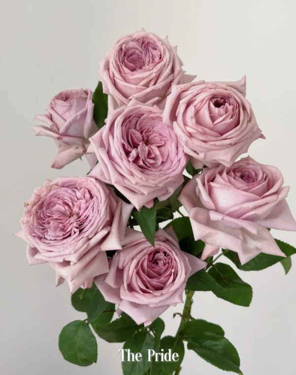 The Pride Rose丨Your roses