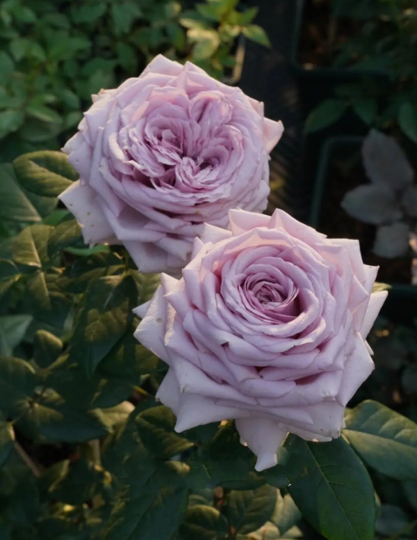 The Pride Rose plant丨Your roses