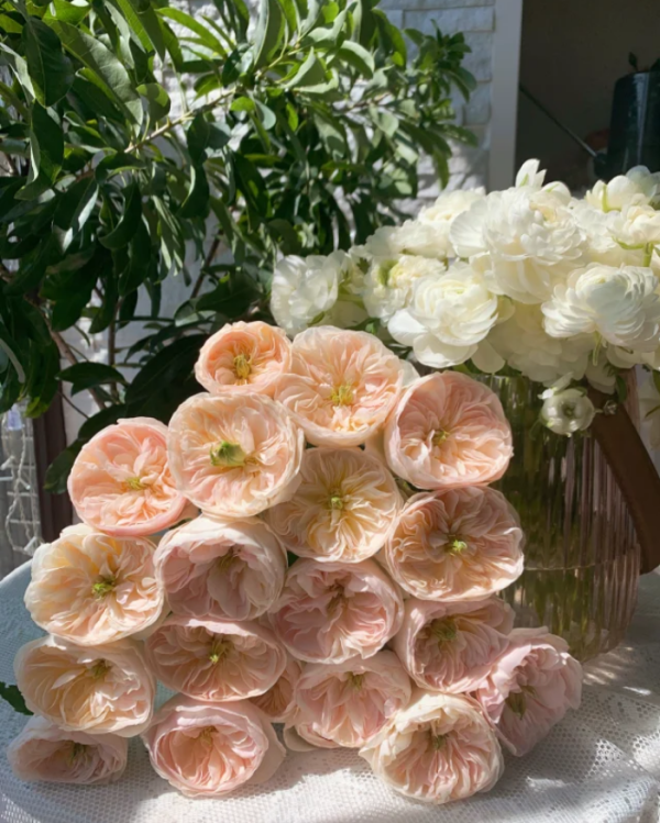 Tinkerbell Roses丨Your roses