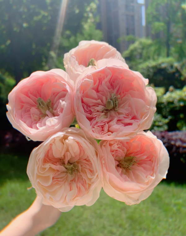 Tinkerbell Rose for sale丨Your roses