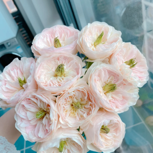 Tinkerbell Rose丨Your roses