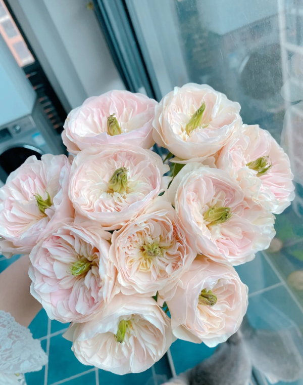 Tinkerbell Rose丨Your roses