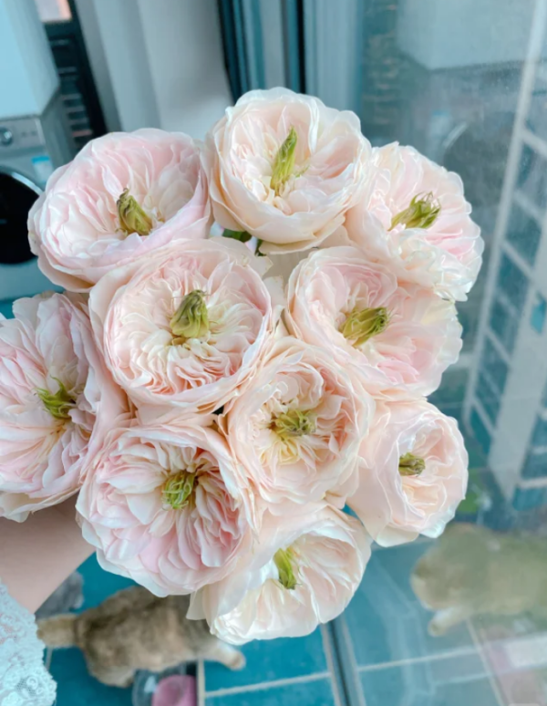 Tinkerbell Rose Plant丨Your roses