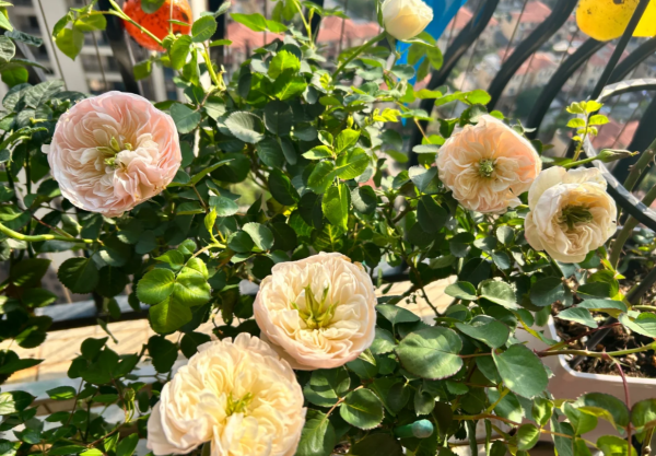 Rose Tinkerbell丨Your roses