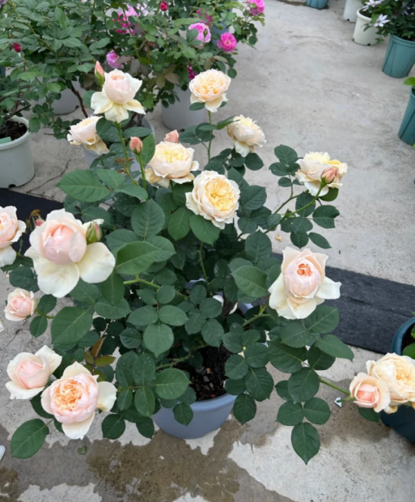 Totoro Rose丨Your roses