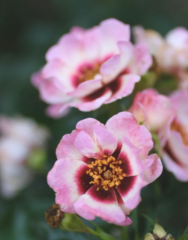 Trendy Babylon Eyes Rose丨Your roses
