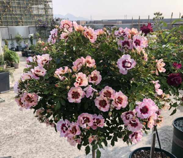 Trendy Babylon Eyes Roses丨Your roses