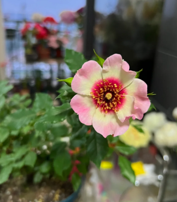 Trendy Babylon Eyes Rose Plant丨Your roses