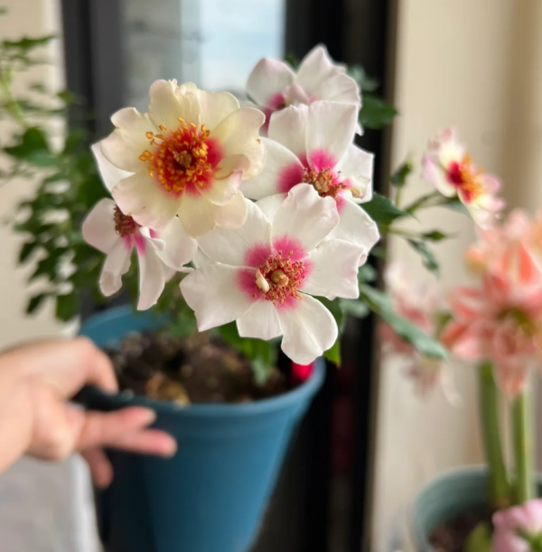 Trendy Babylon Eyes Rose for sale丨Your roses