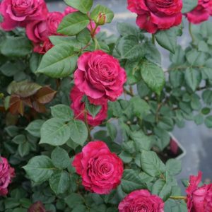 Variety informasion Rose丨Your roses
