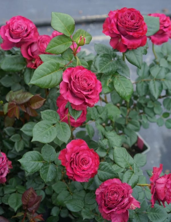 Variety informasion Rose丨Your roses