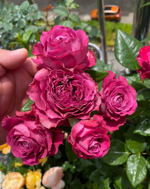 Variety informasion Roses丨Your roses