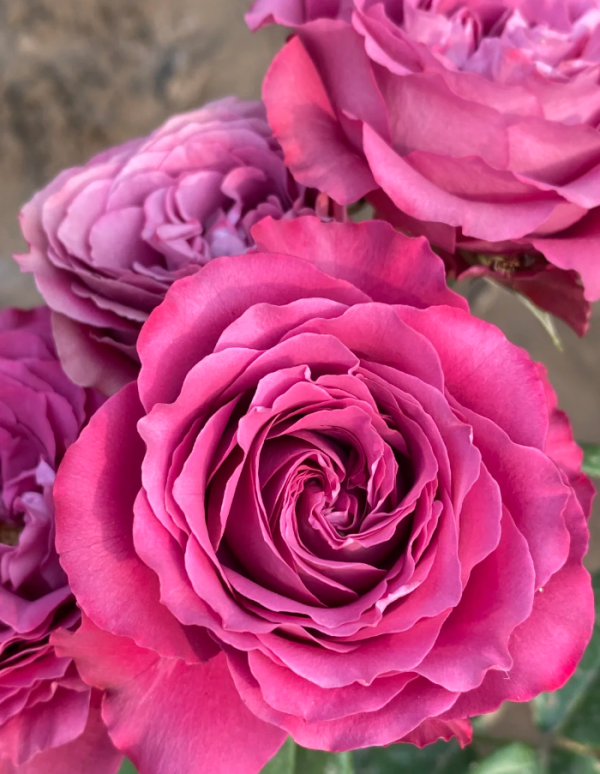 Variety informasion Rose Plant丨Your roses