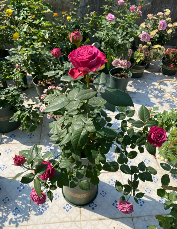 Variety informasion Rose for sale丨Your roses