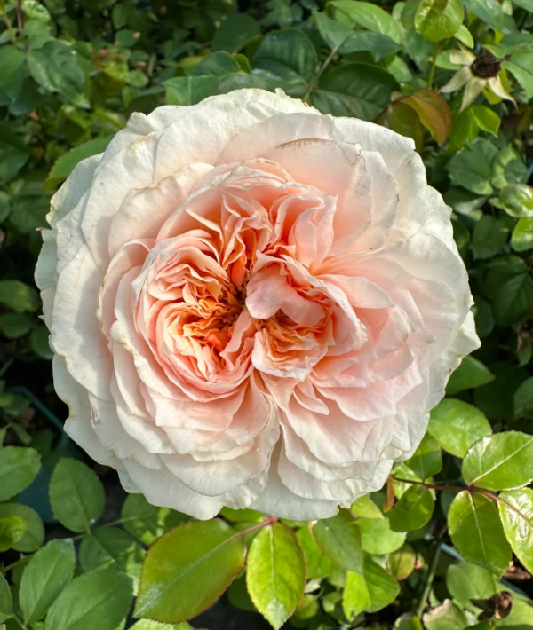 Victoria Bride Rose丨Your roses