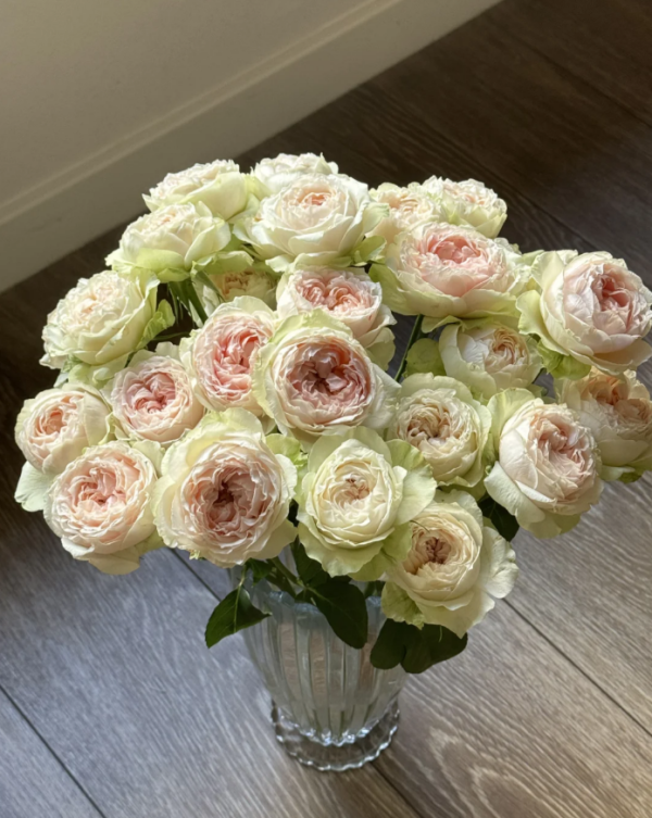 Victoria Bride Rose plant丨Your roses