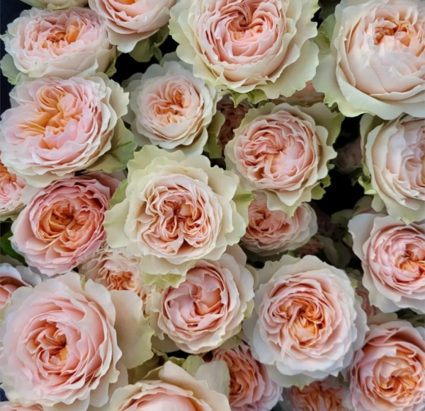 Victoria Bride Roses丨Your roses