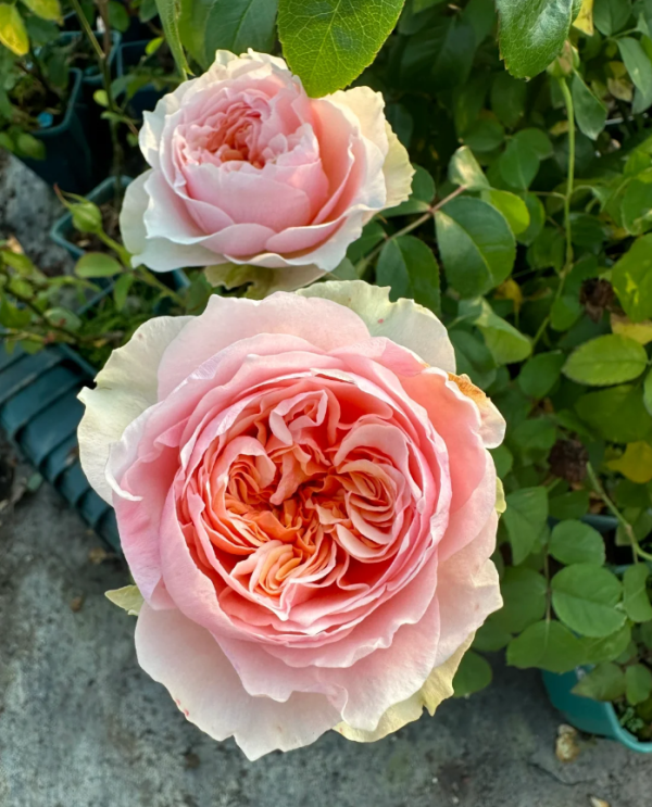 Victoria Bride Rose for sale丨Your roses