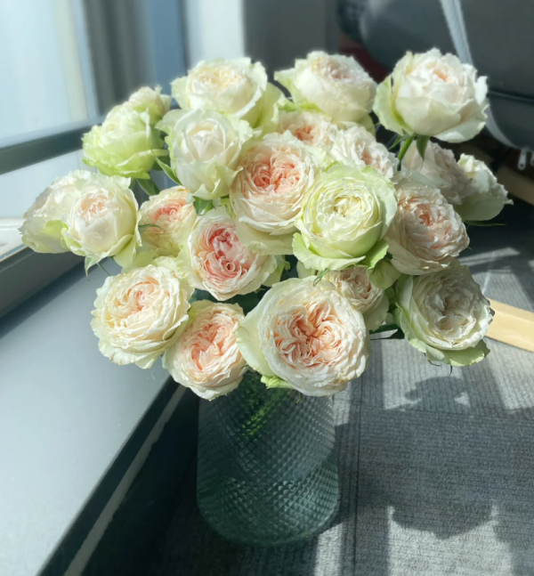 Victoria Bride Rose丨Your roses