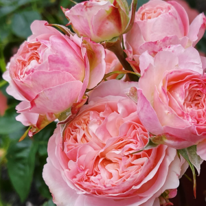 Victoria Classic Rose丨Your roses