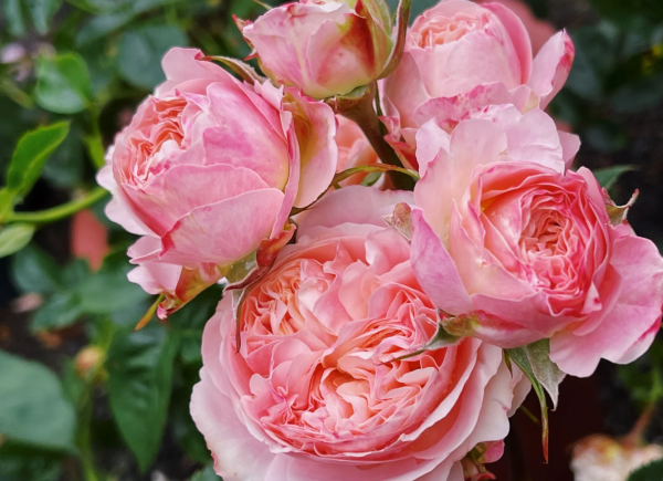 Victoria Classic Rose丨Your roses