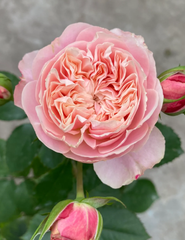 Victoria Classic Rose丨Your roses