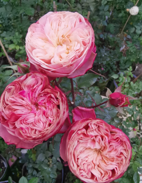 Victoria Classic Rose for sale丨Your roses