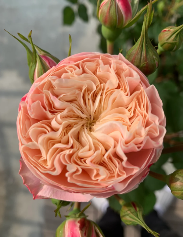 Victoria Classic Rose plant丨Your roses