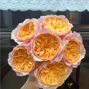 Victoria's secret Rose丨Your roses