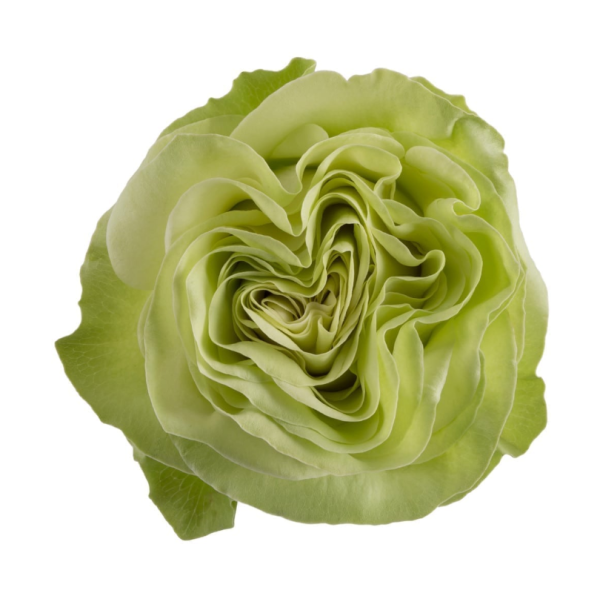 Wasabi Roses丨Your roses