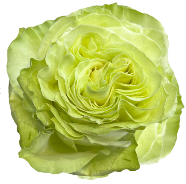 Wasabi Rose for sale丨Your roses