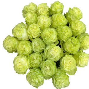 Wasabi Rose丨Your roses