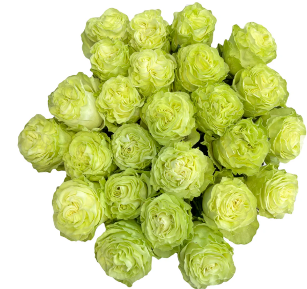 Wasabi Rose丨Your roses