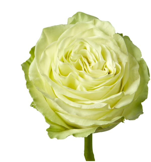 Wasabi Rose plant丨Your roses