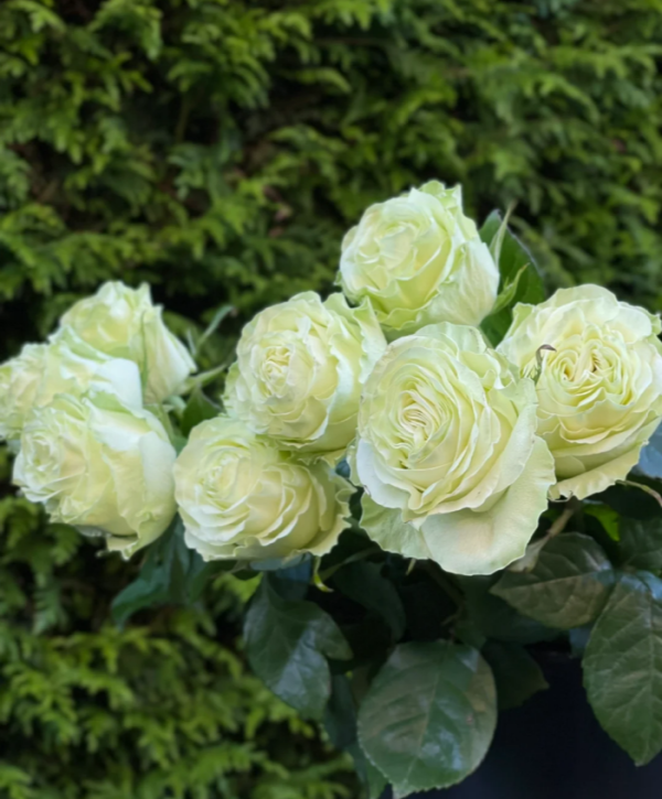 Wasabi Rose丨Your roses